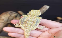 Bearded Dragon reptiles for sale: Bearded dragons for sale  - Image 1
