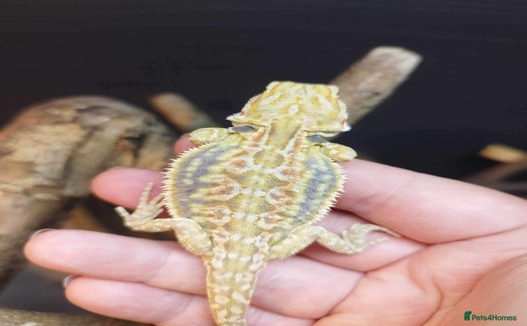 Bearded Dragon reptiles - Advert 2