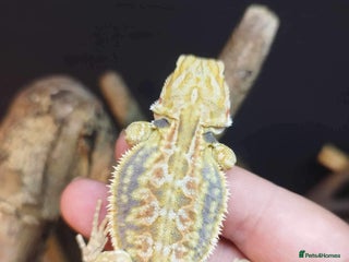 Bearded Dragon reptiles - Advert 27