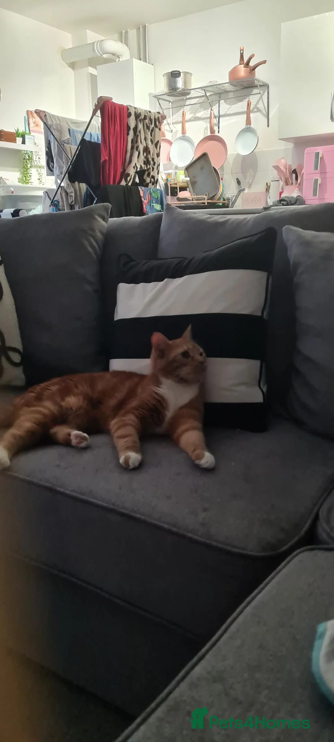 British Shorthair cats for sale: 2 year old ginger cats  in Daventry - Advert 2