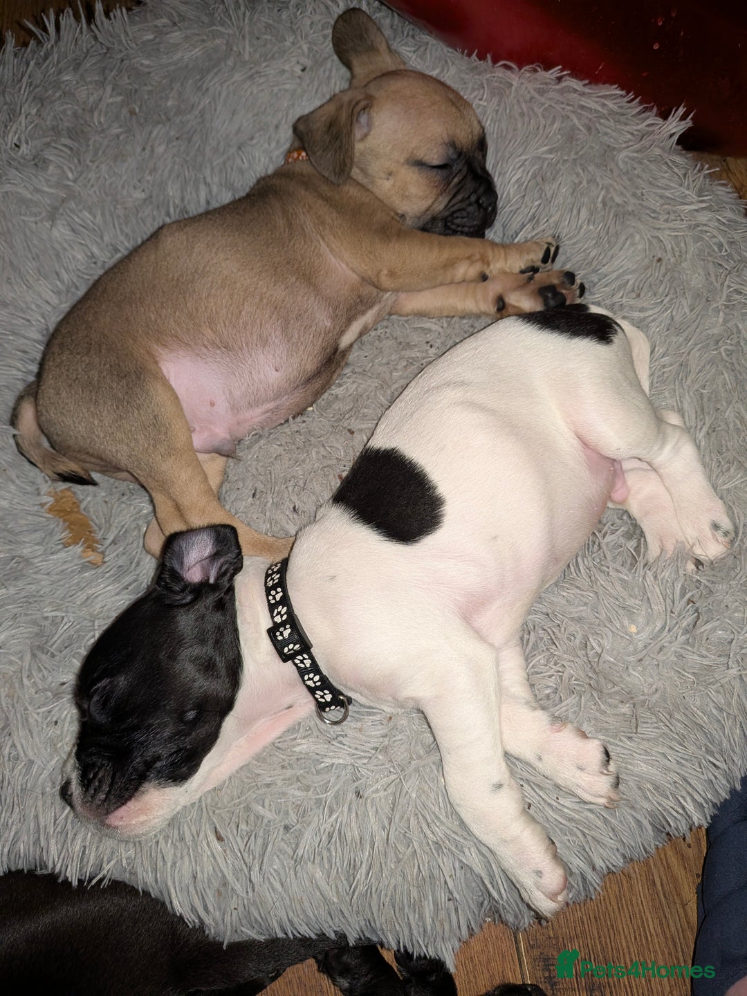 Mixed Breed dogs for sale: Little Boy Northern Ireland  - Advert 5