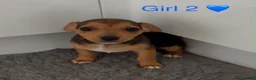 Jack Russell dogs for sale: Jack Russell Puppies - 4 Girls 🩷 - Advert 3