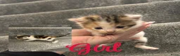 Mixed Breed cats for sale: Beautiful kittens for sale  - Advert 2