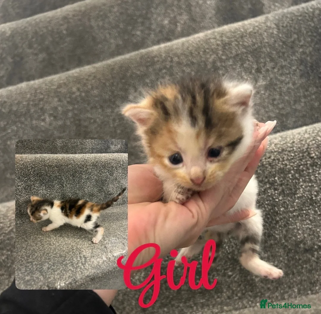 Mixed Breed cats for sale: Beautiful kittens for sale  - Advert 2
