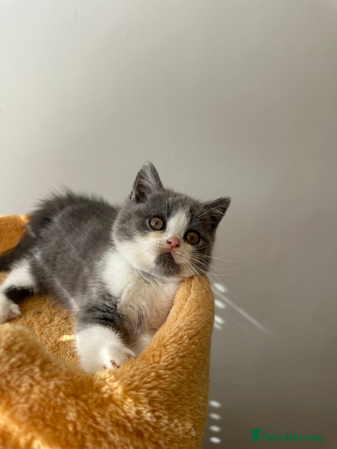 British Shorthair cats for sale: 🐻 STUNNING GIRL GCCF REGISTERED REDUCED LAST 1 🐻 - Image 29