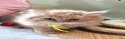 British Longhair cats for sale: Fawn/cinnamon/red/blue golden  - Advert 6