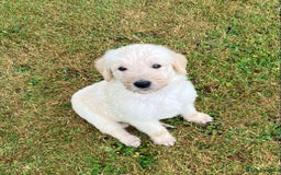 Labradoodle dogs for sale: Labradoodle puppies, health tested parents  - Image 1