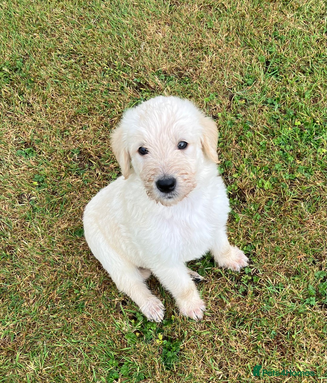 Labradoodle dogs for sale: Labradoodle puppies, health tested parents  - Image 1