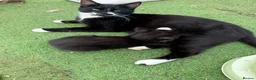 Mixed Breed cats for sale: Super Cute Tuxedo Kittens (Female) - Advert 5