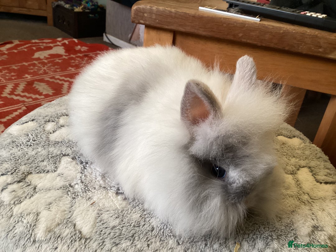 Mini Lion Lop rabbits for sale: Stunning lion lop baby rabbits - Advert 6