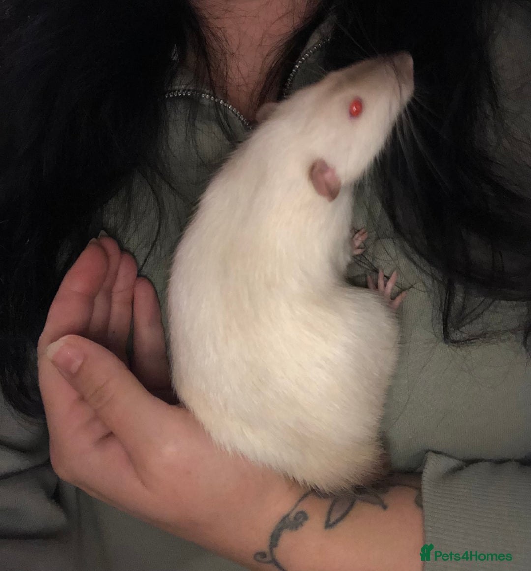 Rat rodents for sale: Baby dumbo rats - Advert 2