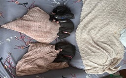 Mixed Breed dogs for sale: Saluki x lurcher/whippet puppies - Image 7