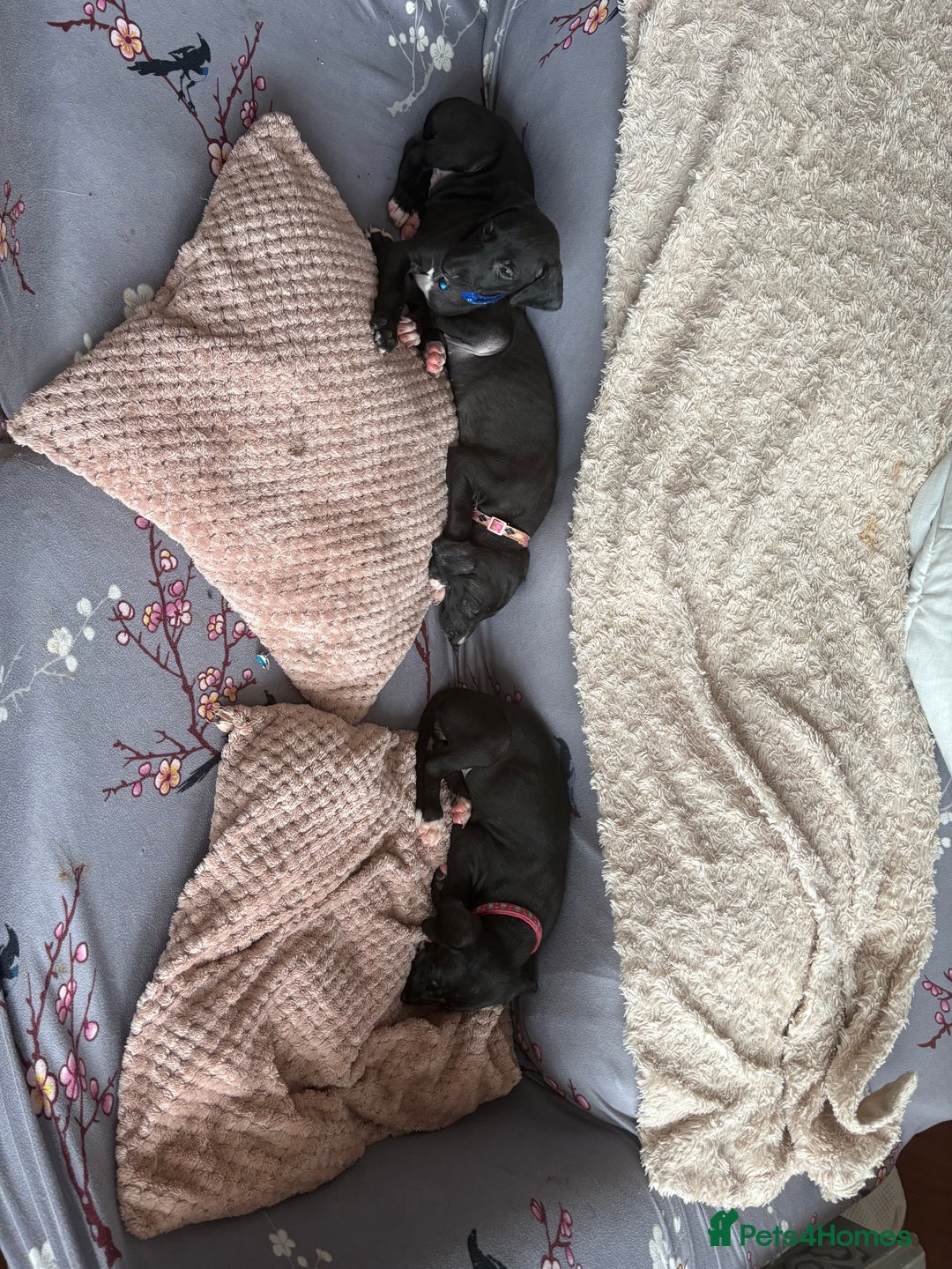 Mixed Breed dogs for sale: Saluki x lurcher/whippet puppies - Image 7