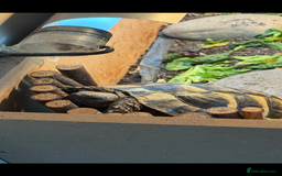 Tortoise reptiles for sale: 3yr old MALE Herman tortoise  - Image 5