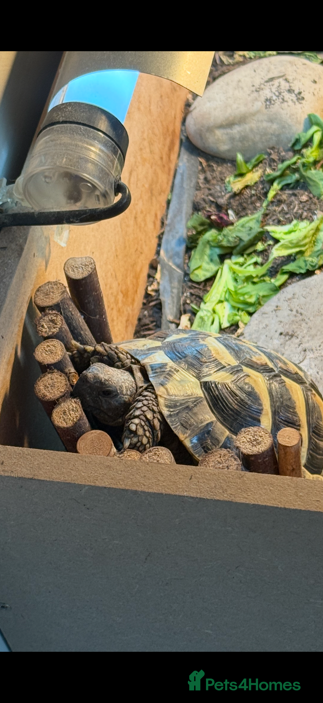 Tortoise reptiles for sale: 3yr old MALE Herman tortoise  - Image 5