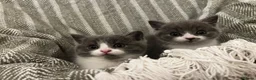 British Shorthair cats for sale: British short hair kittens  - Advert 7