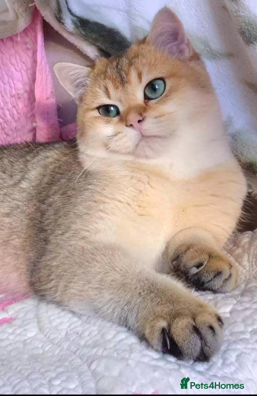 British Longhair cats  Tica registered BLH/BSH golden shaded  kittens  - Advert 2