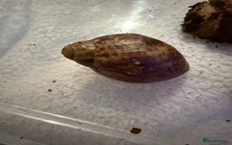 Snails invertebrates for sale: Ovum snails  - Advert 4