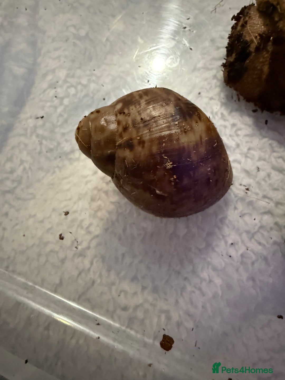 Snails invertebrates for sale: Ovum snails  - Advert 4