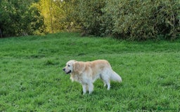 Golden Retriever dogs for stud: Hello I'm Otto - Image 4