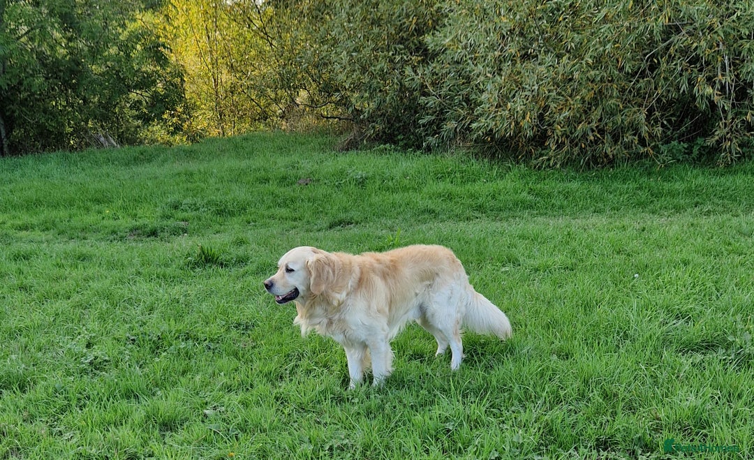 Golden Retriever dogs for stud: Hello I'm Otto - Image 4