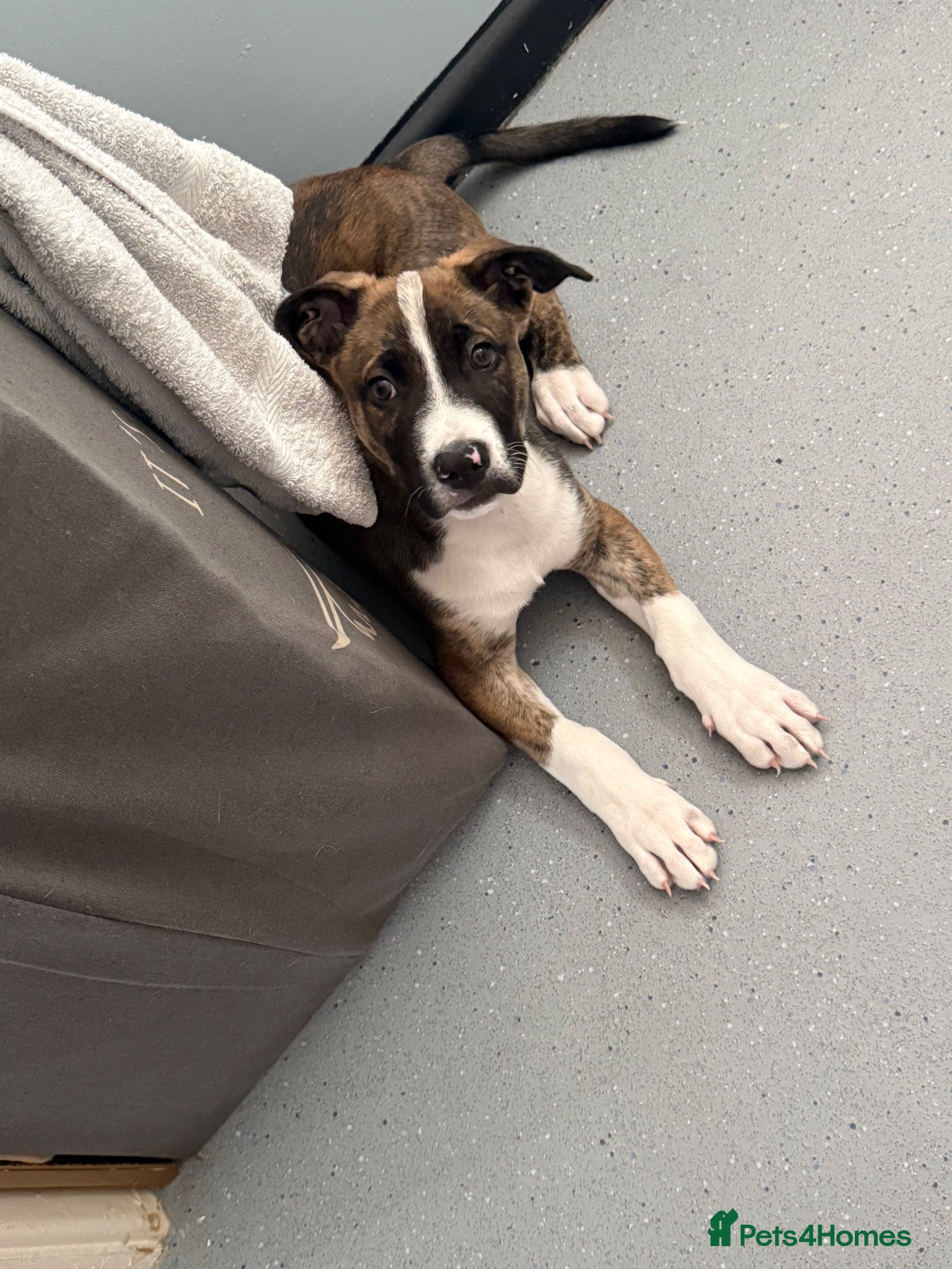 Mixed Breed dogs Re homing  - Advert 1