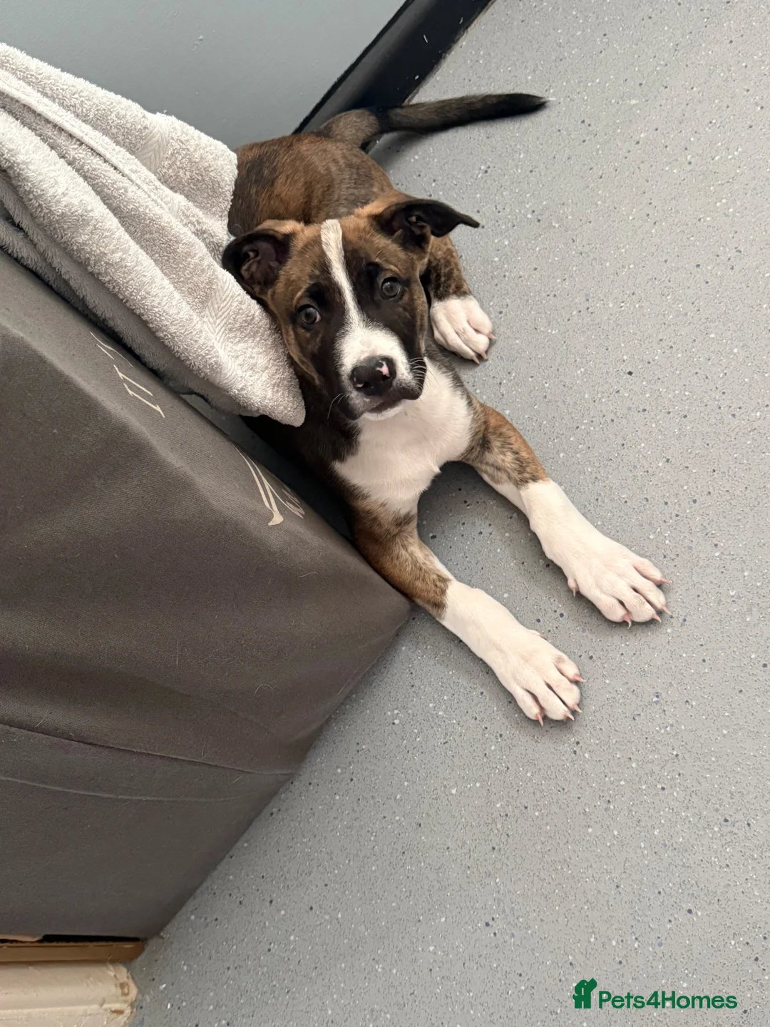 Mixed Breed dogs for sale: Re homing  in Stroud - Advert 1