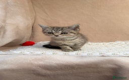British Shorthair cats for sale: Lovely brown spotted British shorthair kittens - Image 3