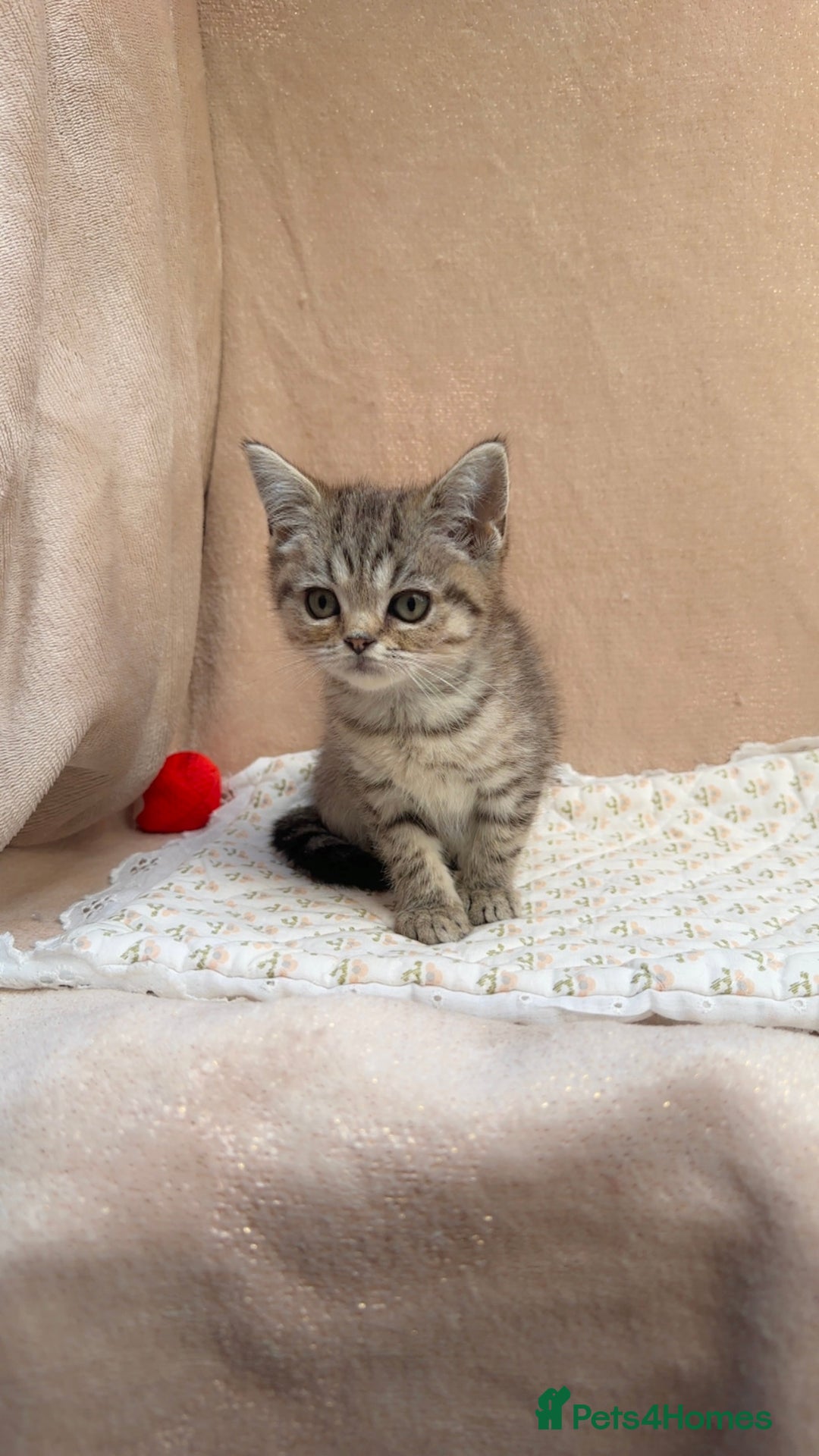 British Shorthair cats for sale: Lovely brown spotted British shorthair kittens - Image 3