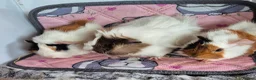 Guinea Pig rodents for sale: Baby Female Guinea Pigs Funky/Aby - Advert 2