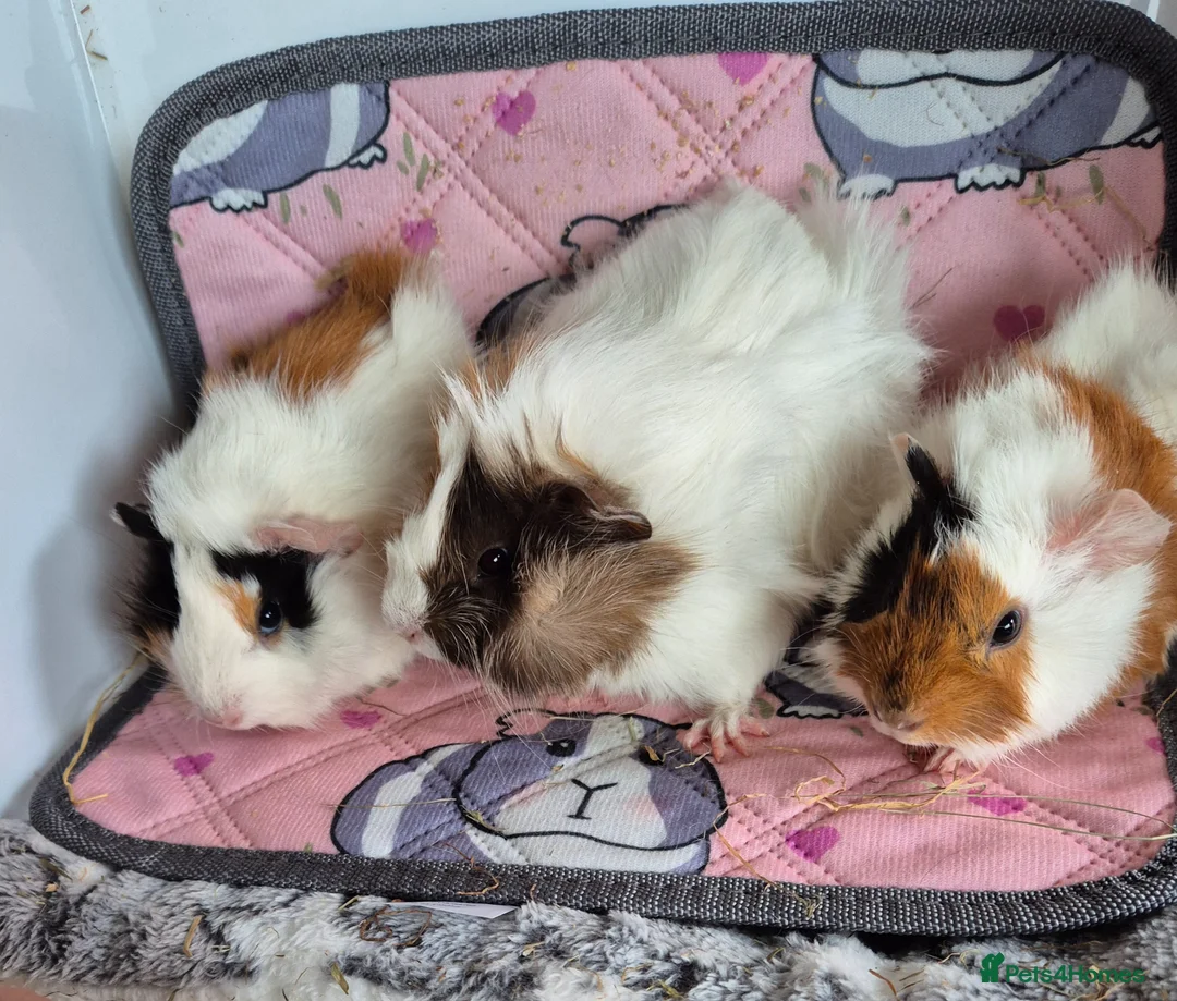 Guinea Pig rodents for sale: Baby Female Guinea Pigs Funky/Aby - Advert 2