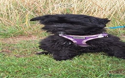 Mixed Breed dogs for sale: BUDDYBEAR - Image 1