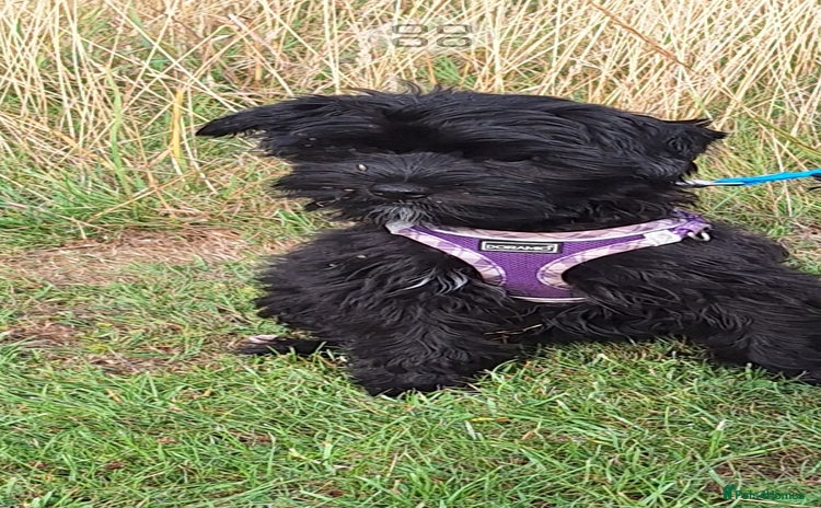 Mixed Breed dogs - Advert 2