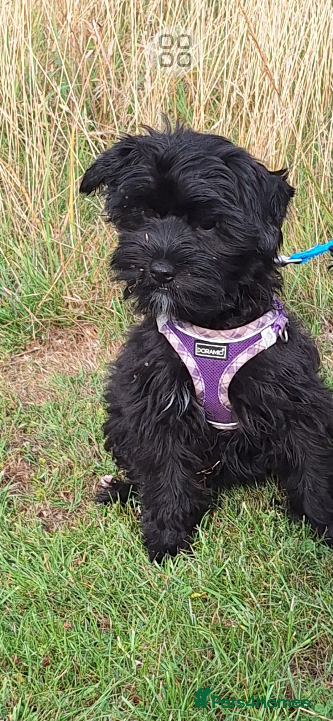 Mixed Breed dogs for sale: BUDDYBEAR - Image 1