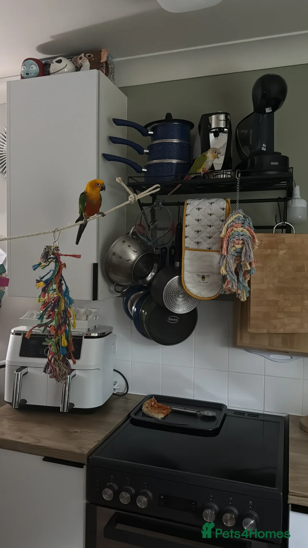 Conures birds for sale: Jenday Conure - Advert 2