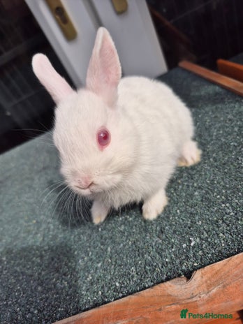 Netherland Dwarf rabbits - Advert 1