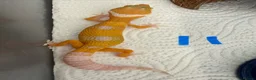 Leopard Gecko reptiles for sale: Leopard geckos - Advert 11