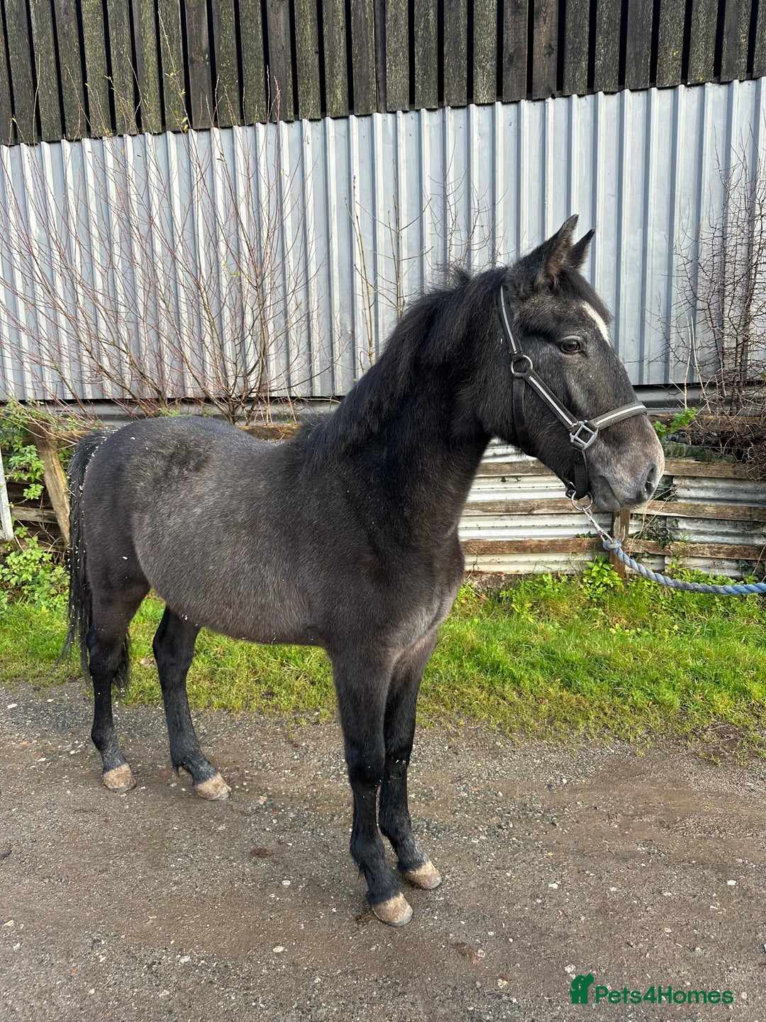 Connemara horses for sale: Llyhelyg Wizard  - Advert 2