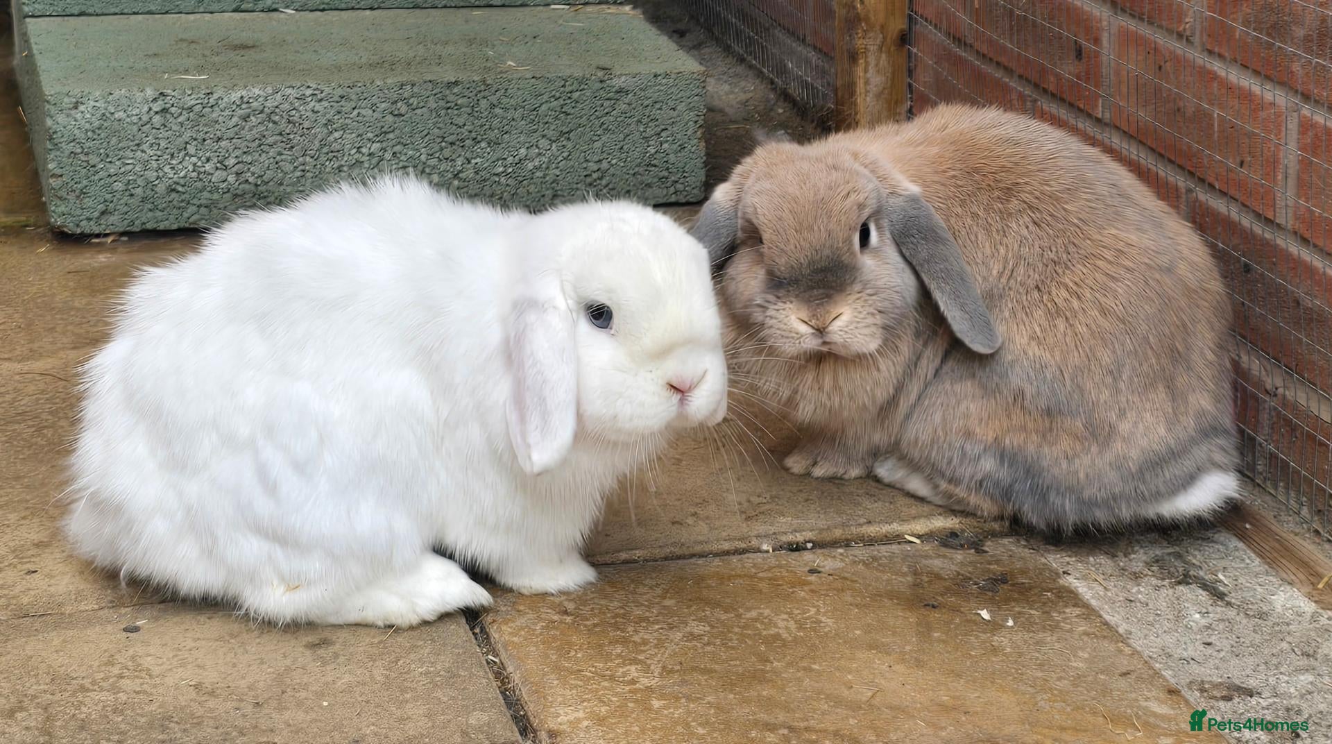 Mini Lop rabbits 2 Bonded mini lops  - Advert 1