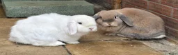 Mini Lop rabbits for sale: 2 Bonded mini lops  - Advert 1