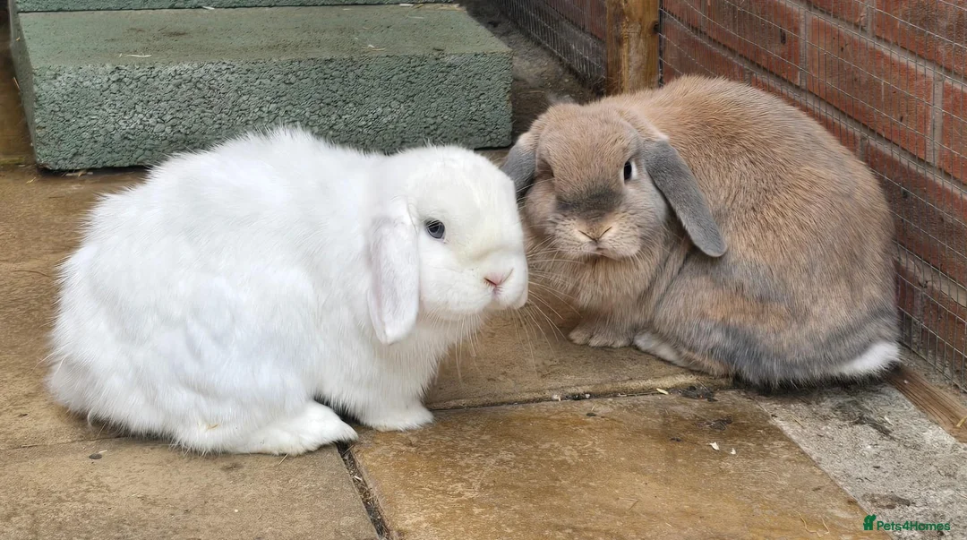 Mini Lop rabbits for sale: 2 Bonded mini lops  - Advert 1