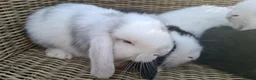 Mini Lop rabbits for sale: Bundles of fluff ready to be reserved  - Advert 16