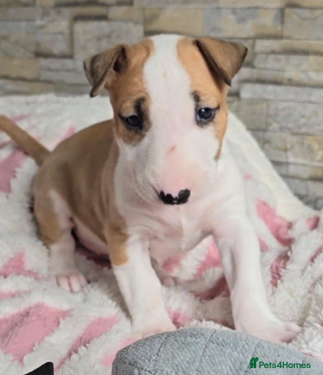 English Bull Terrier dogs for sale: Top Quality health tested champions lines - Image 9