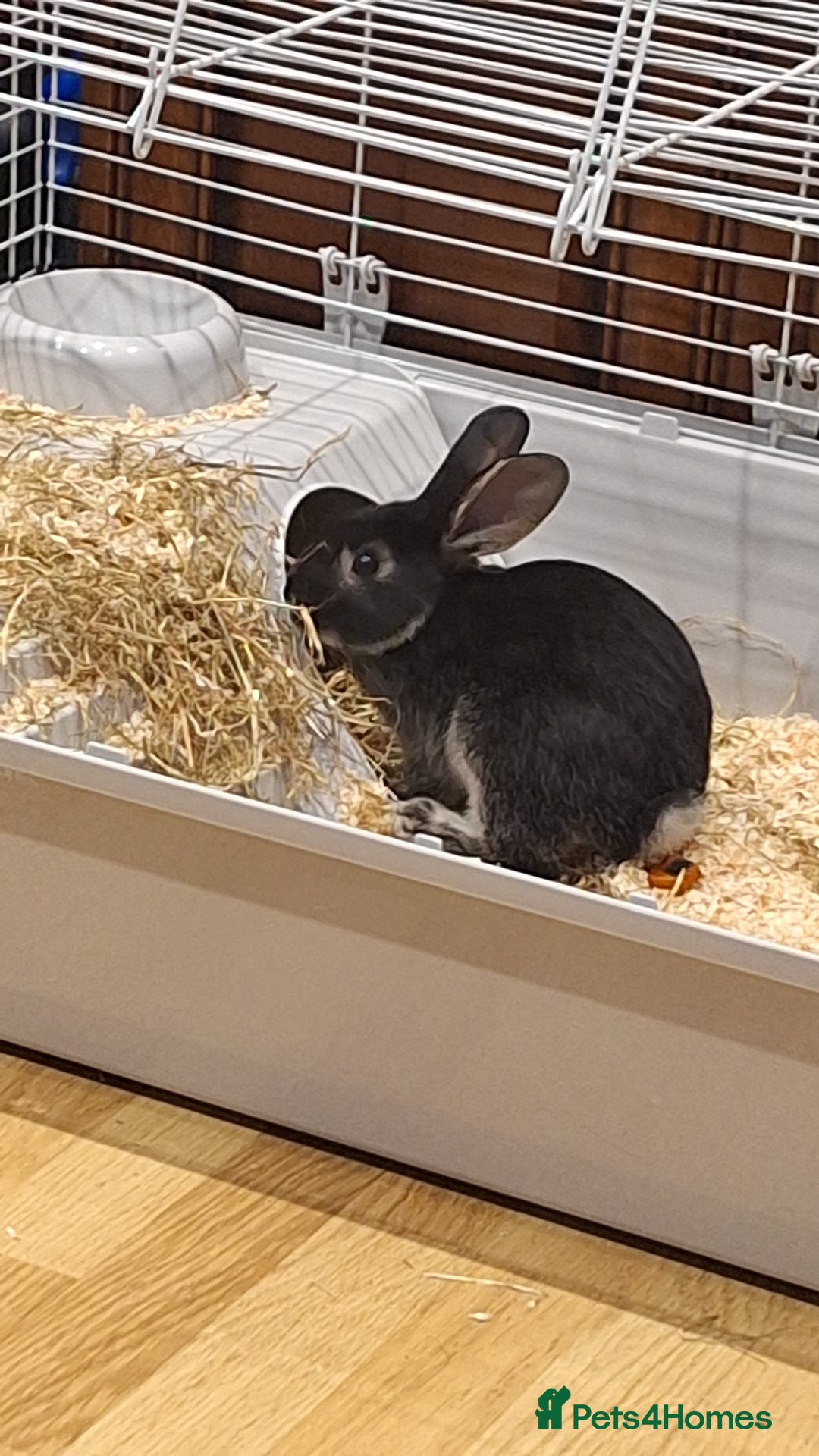 Mixed Breed rabbits for sale: 2 Female rabbits - Advert 3