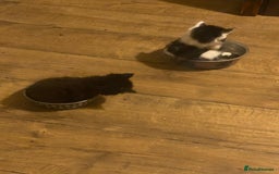 Mixed Breed cats for sale: READY NOW….Mainecoon cross Kittens (2 litters)  - Image 14