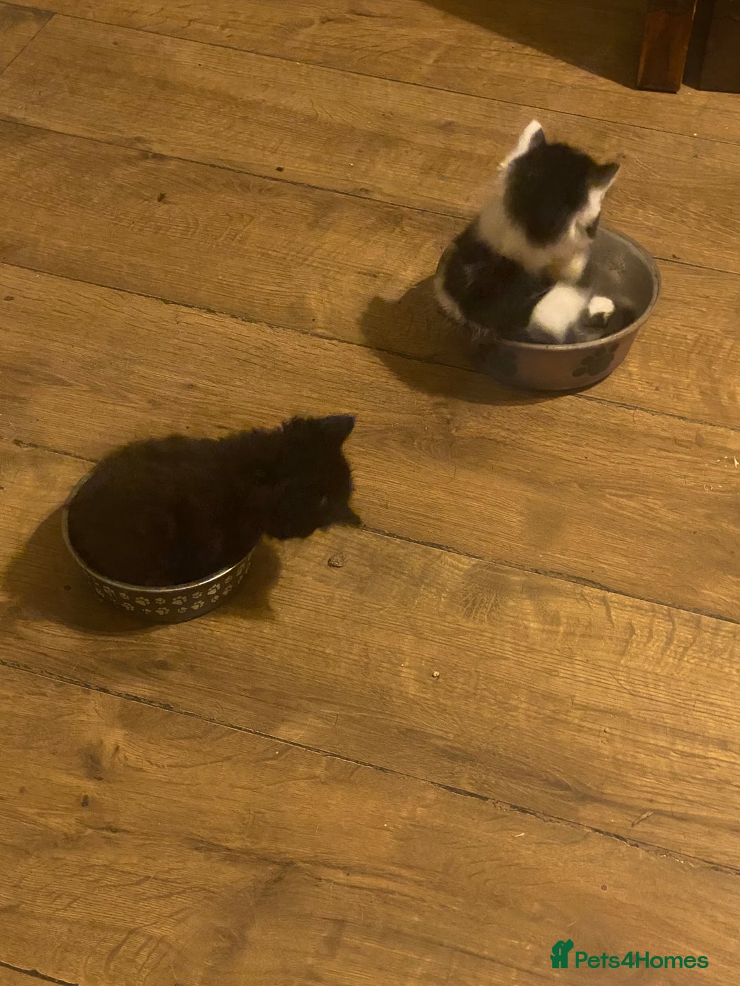 Mixed Breed cats for sale: READY NOW….Mainecoon cross Kittens (2 litters)  - Image 14