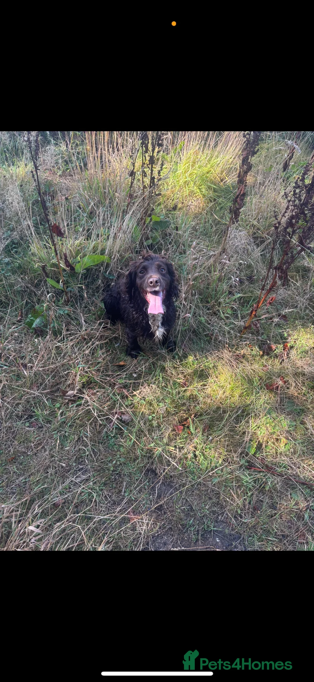 Cocker Spaniel dogs for sale: Beautiful Cocker Spaniel Puppies❤️🐶 - Advert 11