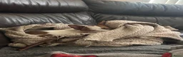 Mixed Breed dogs for sale: 10 month old jack x chihuahua  - Advert 2