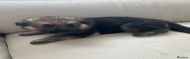 German Shepherd 2