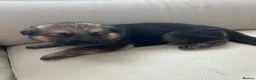 German Shepherd dogs for sale: German shepherd puppies  in Cardiff - Advert 9